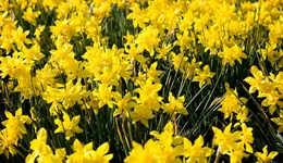 Management of the large narcissus fly
